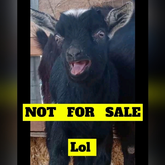 (2/$5)NWT mens size 12 goodfellow shoes - Picture 1 of 2